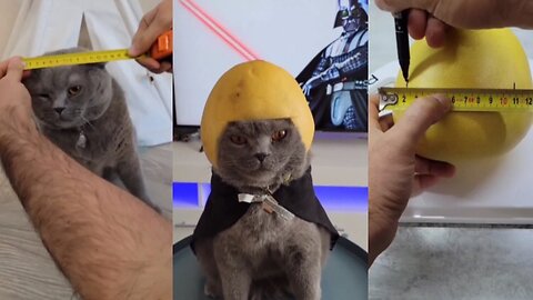 I’m making a helmet for my cute cat