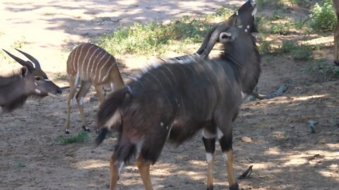 Mkuze Game Reserve