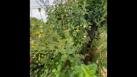 How to harvest Chamomile flowers and kitty treat!