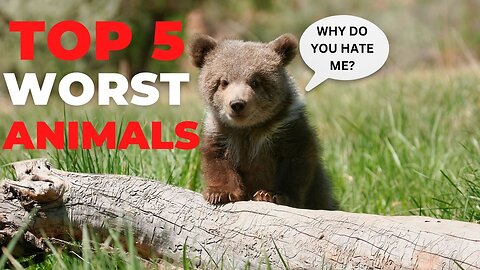 Top 5 Nuisance Animals in The United States!