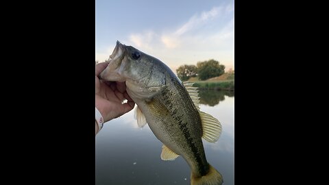 Large mouth bass at the creek