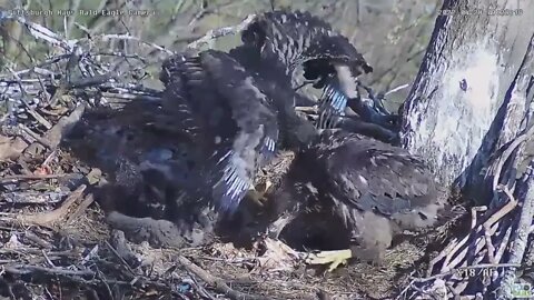 Hays Bald Eagles H16 eaglet Big Wings !2022 04 28 9:28am