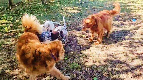 (Live)Doggy Daycare Warrnambool