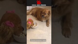 cachorro ficou pistola de ciúmes