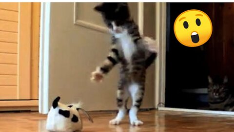 Funniest cats video