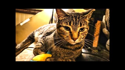 Manx Cat Spooked by Super Random Object - NOT a Cucumber