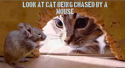 Look At This Funny And Scared Cat Being Chased By A Mouse tom & Jerry Viral #tom&jerry