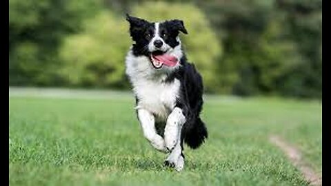 Kiara Border Collie corriendo