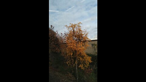 Continued fall foliage and mta queens yard