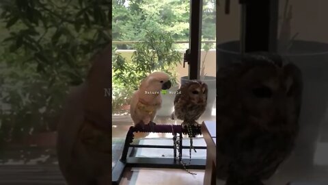 उल्लू के साथ में तोते की मस्ती🤣Parrot Having Fun With Owl👈