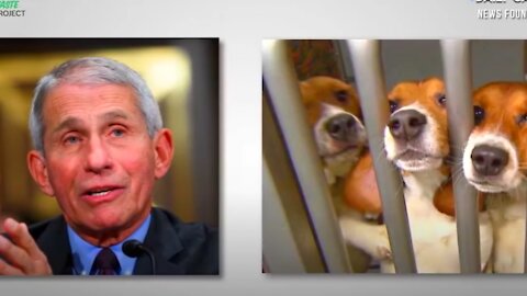 'Can't Have Mad Scientists Running Around' DeSantis Rails Against Fauci's Dog Experiments.