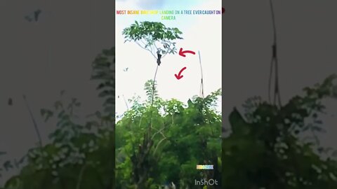 Most Insane Bird Drop Landing On A Tree Ever Caught On Camera #shorts #birds #animals