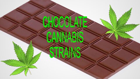 Chocolate Cannabis Strains