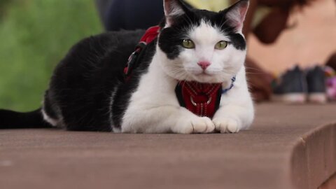 Not your average hike: Colorado Springs family shares cat adventures on social media