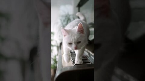 cat walking on piano #shorts