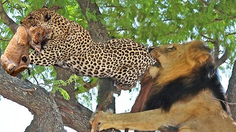 Big Mistake Leopard When Risking Her Life To Kidnap Lion Cub- The Lion Mother's Brutal Vengeance