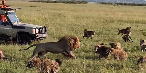 lion king vs 30 hyenas ! rare kills 1