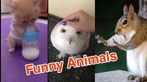 Funny Animals that makes you LOL 😂