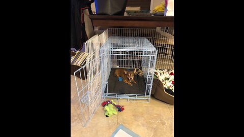 Review Single Door Metal Dog Crate Carlson Pet Deluxe Pet Crate - Small