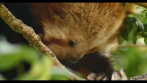 Red panda also known as the lesser panda or red bear-cat54