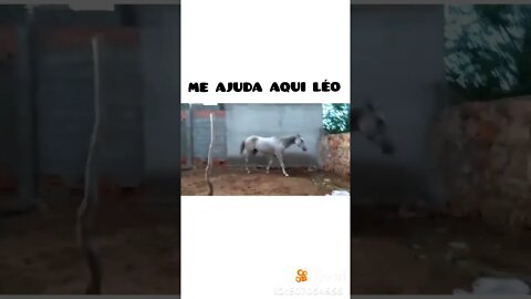 Me ajuda aqui Léo! #shorts #viral #fy #boi #cavalo #fazenda