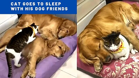 Cat goes to sleep with his dog friends