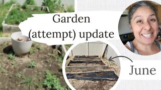 Garden (attempt) update - June