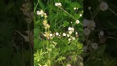 What is edible here part 9 Mayweed