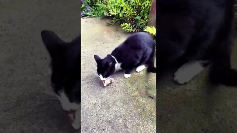 My cat hunted something HUGE! (Dinner time)