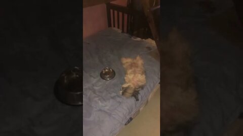 In this video Lala Shih Tzu slept after meal | Shih Tzu lazy dog | The laziest dog you can ever find