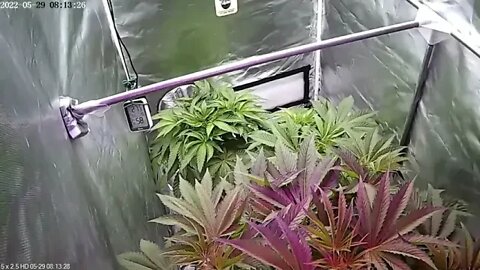 TIMELAPSE - Scurvy MAC (1-orangy) & Scurvy Cake (2) - w3 to chop