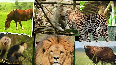 Ultimate Wild Animals Collection in 8K ULTRA HD / 8K ultra HD