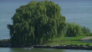 Why Cleveland's weeping willow tree is a local treasure