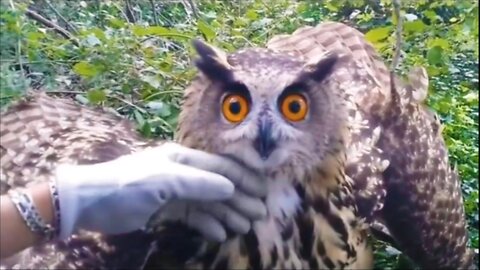 Biggest Owl Cought & Rescued