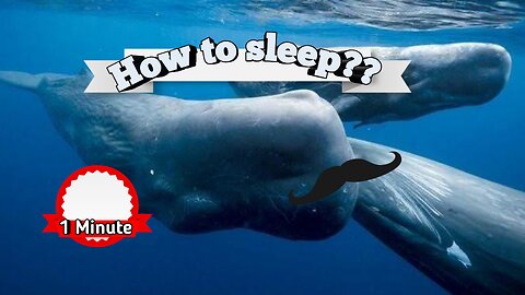 How Sperm Whales Sleep ?! Animals planet