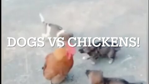 DOG VS CHICKEN FIGHT - HILARIOUS VIDEOS WITH PETS