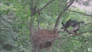 Hays Bald Eagles Juveniles Branch Hopping 6922