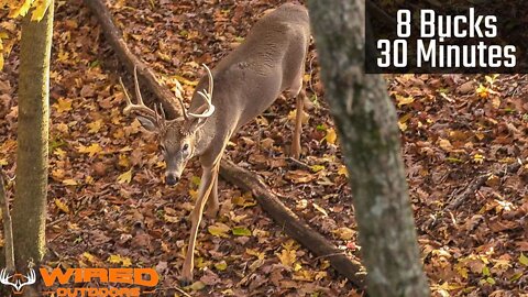 8 Bucks In 30 Minutes - Archery Hunt