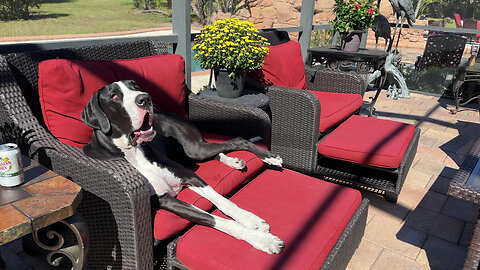 Yawning Great Dane Enjoys Lounging In the Florida Fall Sunshine