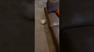 FUNNY CUTE KITTEN - Tiktok Compiled #Shorts