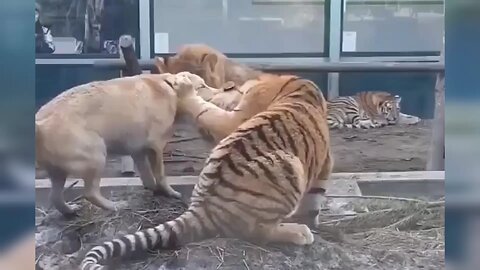 The tigers believe that the dog is their real mother 🥰