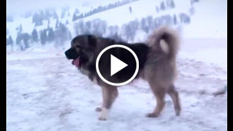 caucasian shepherd dog and snow