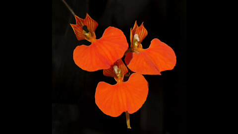 2022-01 January St Augustine Orchid Society Virtual Show Table