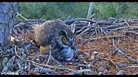 Nuzzles From Mom 🦉 3/1/22 09:24