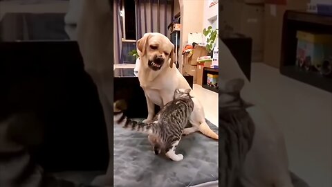 Wait For The End…! 🐶🐱😂 | #dog #cat #funny #cute