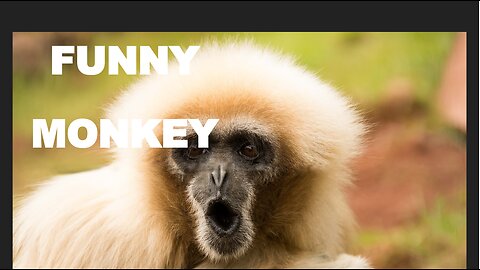 Funny Monkey video||😂😅😂