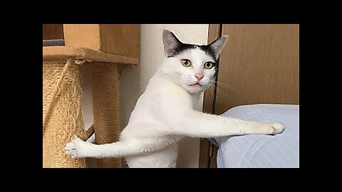 Best Funny Animal Videos, Funniest Cats and Dogs Video