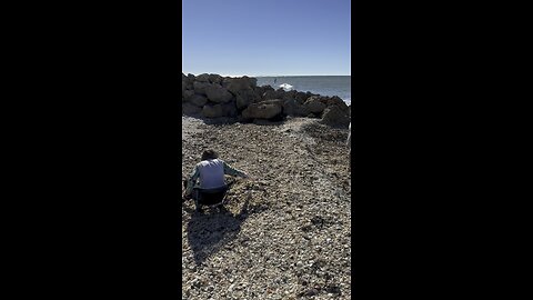 Shell of a Time at 3 Foot Pile on South Marco Beach! 4K