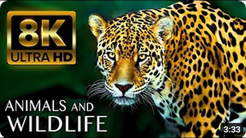 Ultimate Wild Animals Collection in 8K ULTRA HD _ 8K TV