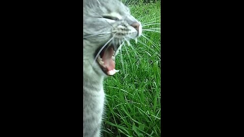 Cat is tired and yawns